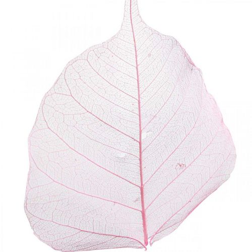 Prodotto Foglie scheletriche Foglie di salice scheletrate rosa 5-9 cm 200 pz