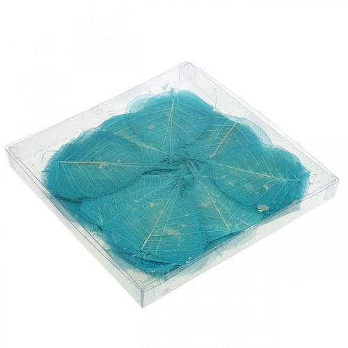 Floristik24 Foglie di salice, foglie naturali di salice, foglie secche scheletrizzate blu turchese 200 pz