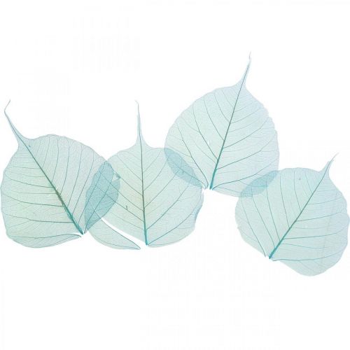 Floristik24 Foglie di salice, foglie naturali di salice, foglie secche scheletrizzate blu turchese 200 pz