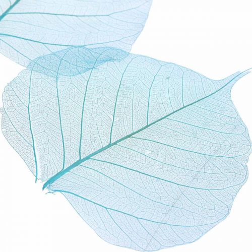 Floristik24 Foglie di salice, foglie naturali di salice, foglie secche scheletrizzate blu turchese 200 pz