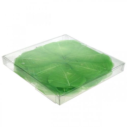 Floristik24 Foglie di salice scheletrizzate, decorazione primaverile, foglie decorative verdi 200 pezzi