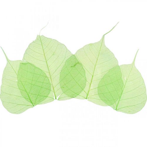 Floristik24 Foglie di salice scheletrizzate, decorazione primaverile, foglie decorative verdi 200 pezzi