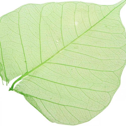 Floristik24 Foglie di salice scheletrizzate, decorazione primaverile, foglie decorative verdi 200 pezzi