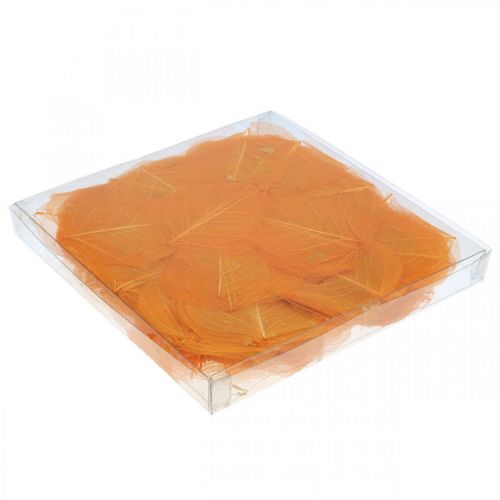 Floristik24 Decorazione a secco foglie di salice scheletrate arancione 200 pz