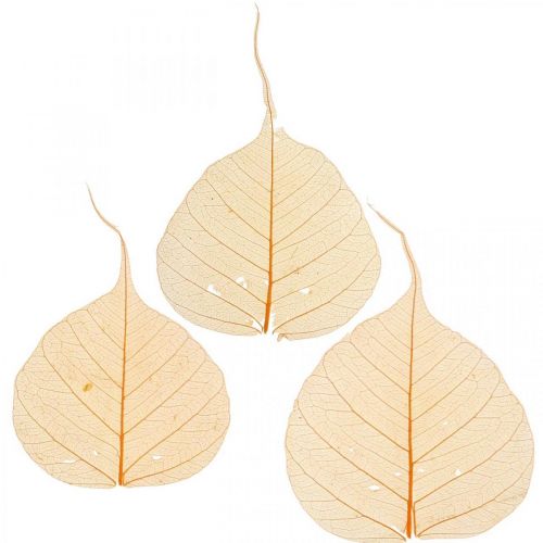 Floristik24 Decorazione a secco foglie di salice scheletrate arancione 200 pz