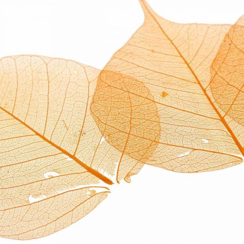 Floristik24 Decorazione a secco foglie di salice scheletrate arancione 200 pz