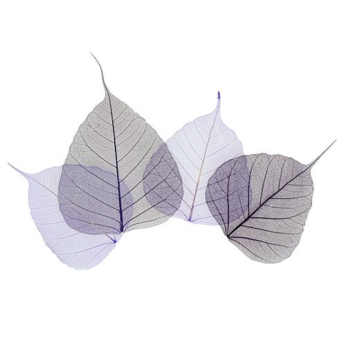 Floristik24 Foglie di salice di colore viola scheletrato. 200 pezzi