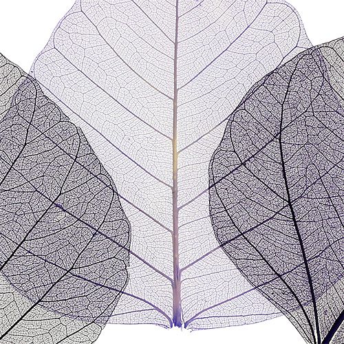Floristik24 Foglie di salice di colore viola scheletrato. 200 pezzi