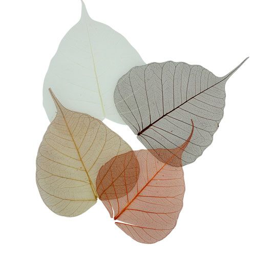 Floristik24 Foglie di salice scheletrate crema/marrone 200 pz.