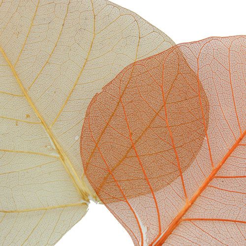 Floristik24 Foglie di salice scheletrate crema/marrone 200 pz.