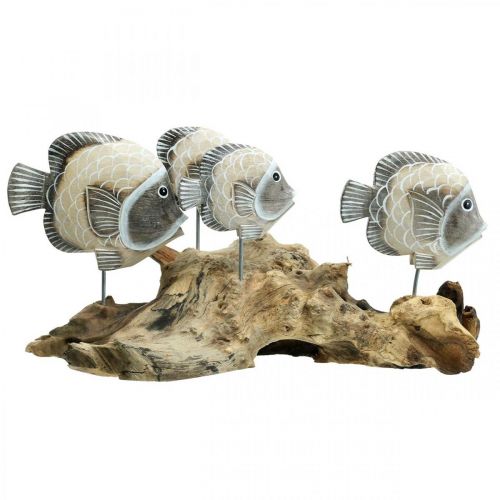 Floristik24 Pesce decorativo su legno di radice Figure decorative marittime Marrone 38cm