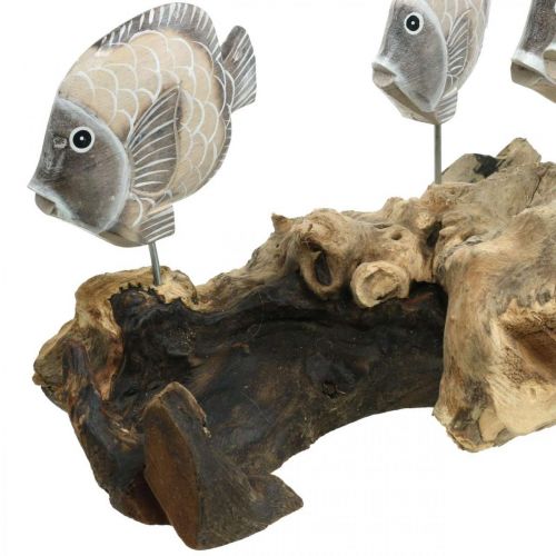 Floristik24 Pesce decorativo su legno di radice Figure decorative marittime Marrone 38cm