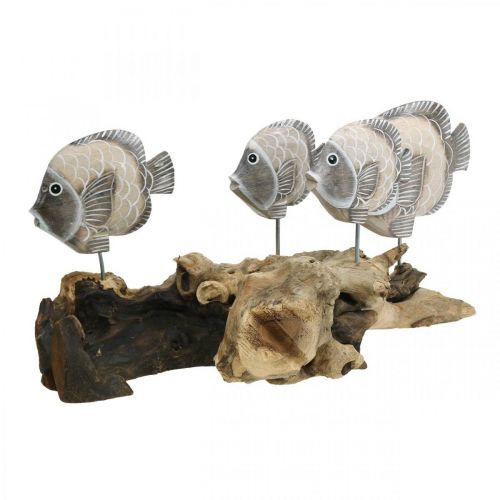 Floristik24 Pesce decorativo su legno di radice Figure decorative marittime Marrone 38cm