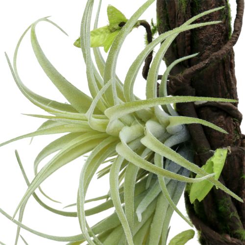 Radice con Tillandsien da appendere 26 cm