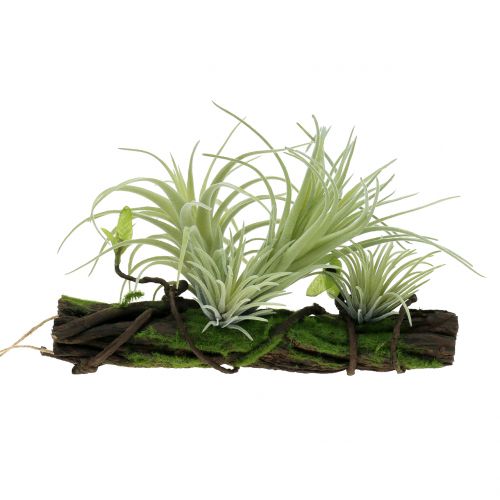 Radice con Tillandsien da appendere 26 cm