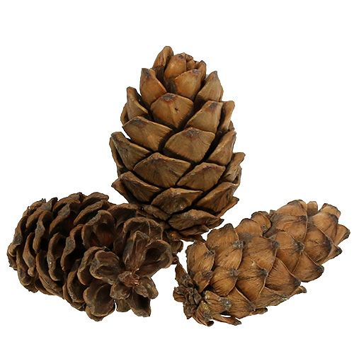 Coni natura 9 cm - 10 cm 6 pz