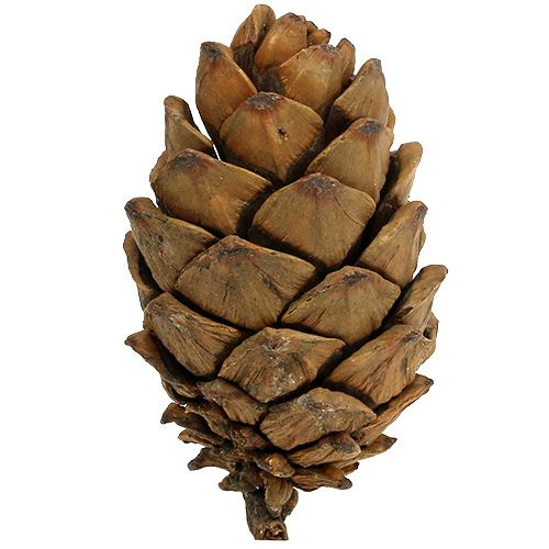 Floristik24 Coni natura 9 cm - 10 cm 6 pz