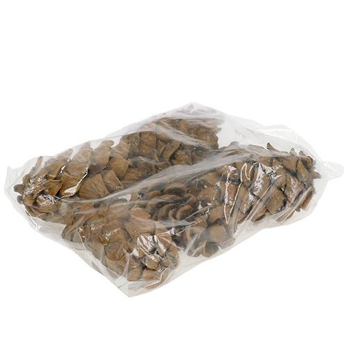 Floristik24 Coni natura 9 cm - 10 cm 6 pz
