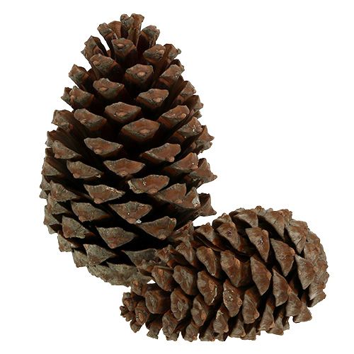 Prodotto Coni Pinus Maritima 10cm - 15cm Naturale 3 pz