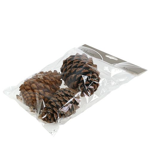 Prodotto Coni Pinus Maritima 10cm - 15cm Naturale 3 pz