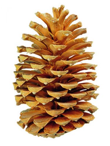 Floristik24 Coni Maritima crema/vaniglia misti 25pz ARTICOLO VECCHIO