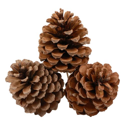 Prodotto Pigne Maritima Pino Marittimo Naturale 5-10 cm su stecco 50 pezzi
