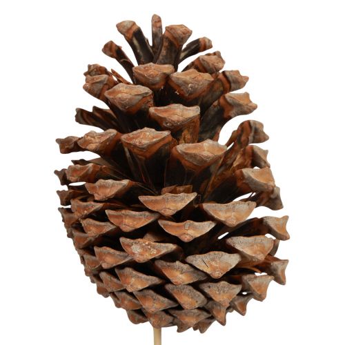 Prodotto Pigne Maritima Pino Marittimo Naturale 5-10 cm su stecco 50 pezzi