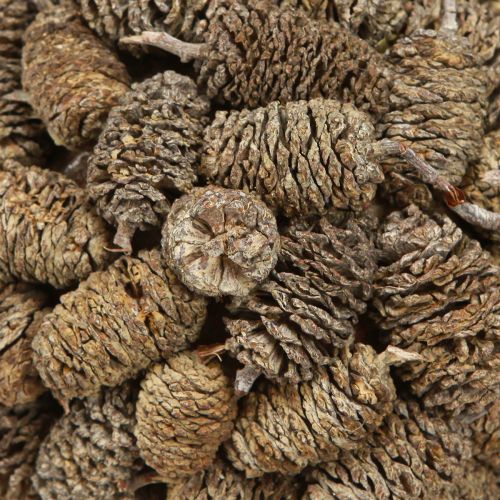 Floristik24 Cono a sfera per appendere pigne di ontano, sbiancato, 12 cm