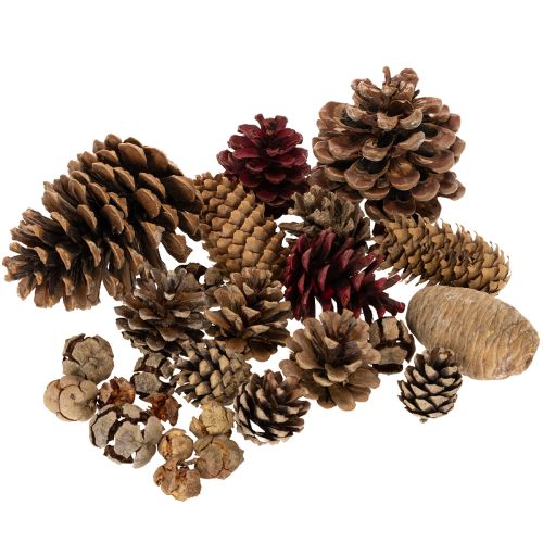 Misto di pigne naturali per decorazioni e creazioni 2-10 cm 400 g acquistare | Floristik24.it