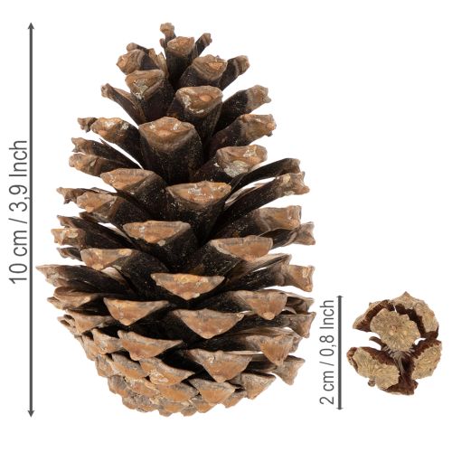 Misto di pigne naturali per decorazioni e creazioni 2-10 cm 400 g | Floristik24.it