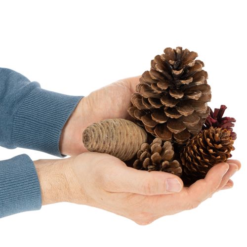 Misto di pigne naturali per decorazioni e creazioni 2-10 cm 400 g | Floristik24.it