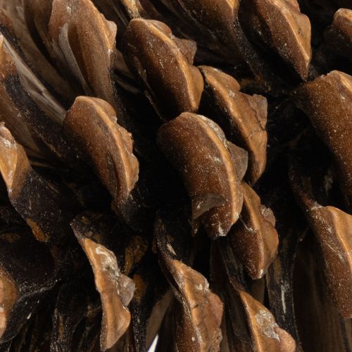 Misto di pigne naturali per decorazioni e creazioni 2-10 cm 400 g | Floristik24.it