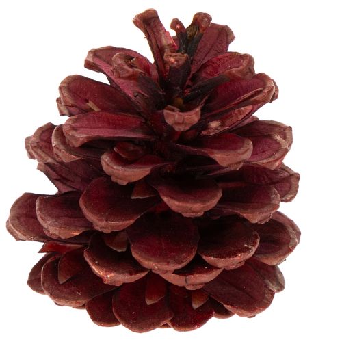 Misto di pigne naturali per decorazioni e creazioni 2-10 cm 400 g | Floristik24.it