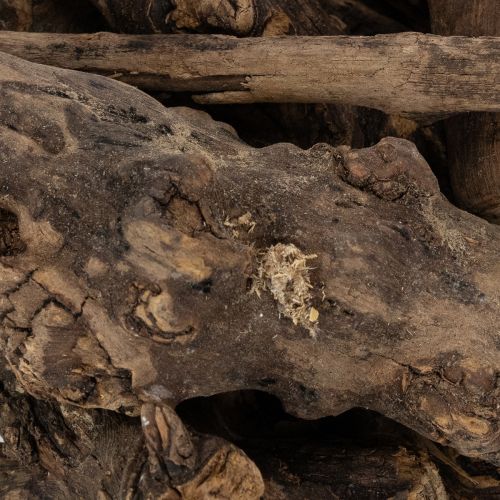 Prodotto Incantevoli radici decorative in legno per la tua casa