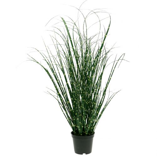 Floristik24 Erba zebrata in vaso Verde 60cm