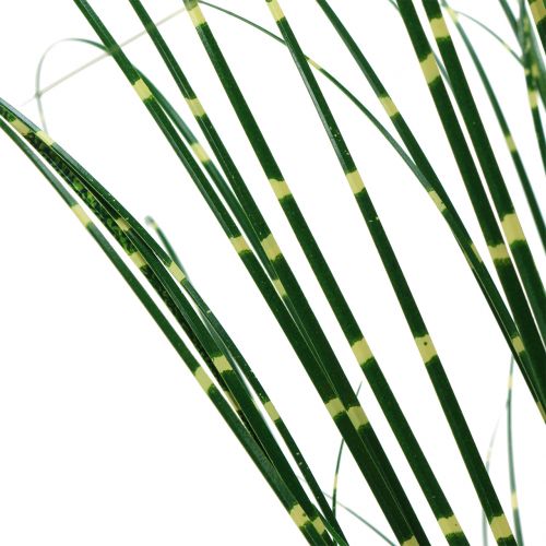 Floristik24 Erba zebrata in vaso Verde 60cm