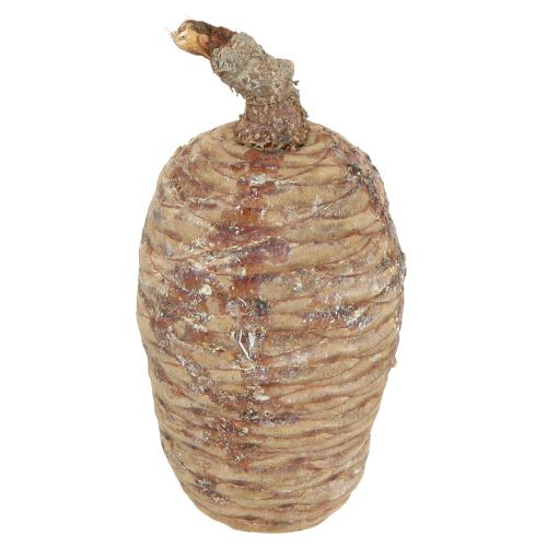Prodotto Coni di cedro cedro decorativo naturale 9-10,5 cm 3 pz