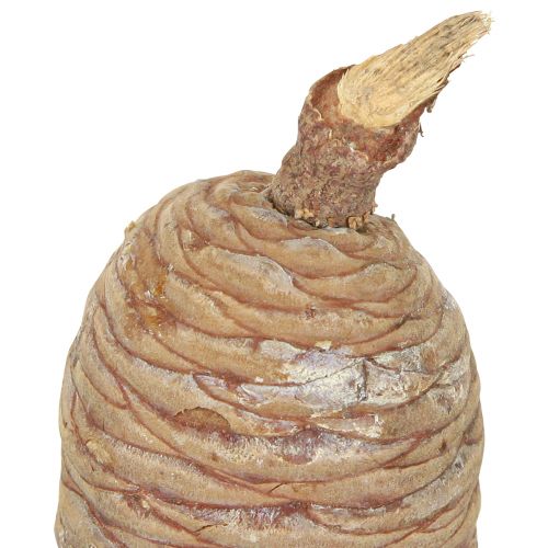 Prodotto Coni di cedro cedro decorativo naturale 9-10,5 cm 3 pz