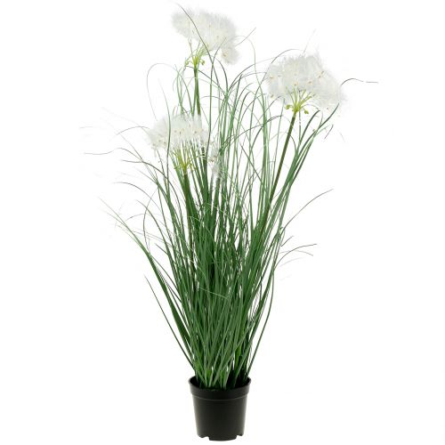 Erba ornamentale con semi bianchi verdi H73cm