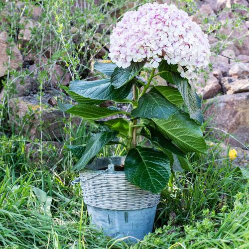 Floristik24 Secchio di zinco con vimini Ø32cm H27.5cm