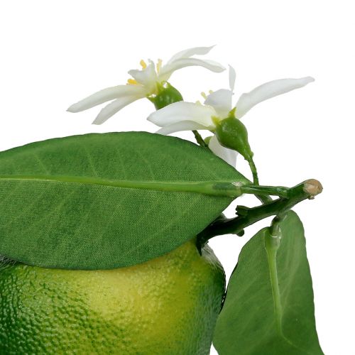 Floristik24 Limoni con fiore 9,5cm verde 4 pezzi