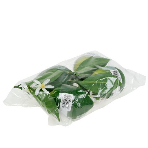 Floristik24 Limoni con fiore 9,5cm verde 4 pezzi