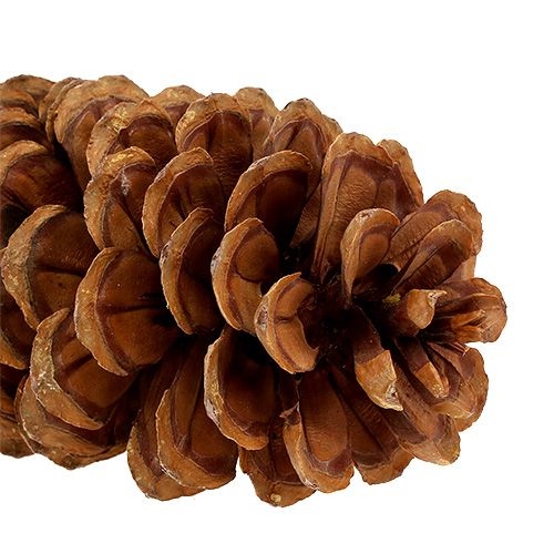 Floristik24 Pigne di zucchero naturali 20-25 cm