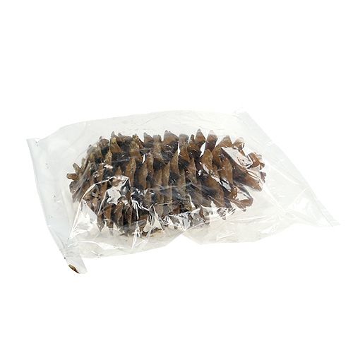 Floristik24 Pigne di zucchero naturali 20-25 cm