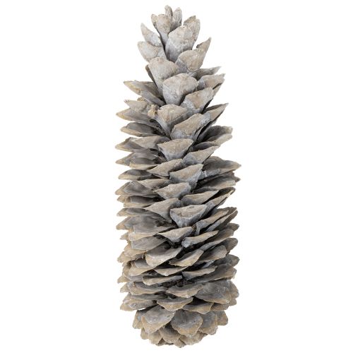 Prodotto Pigne di zucchero imbiancate 20cm - 30cm