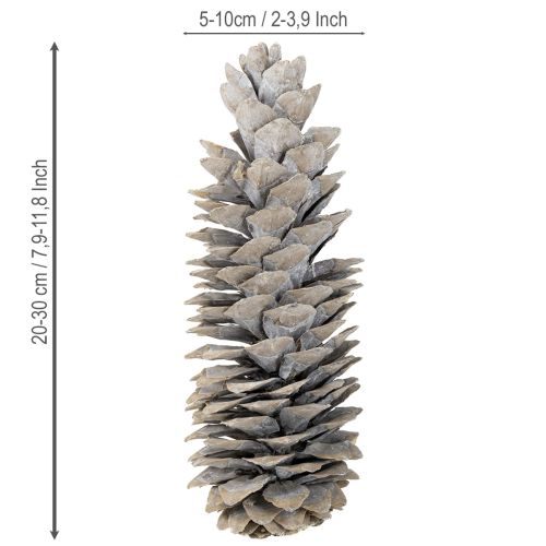 Prodotto Pigne di zucchero imbiancate 20cm - 30cm