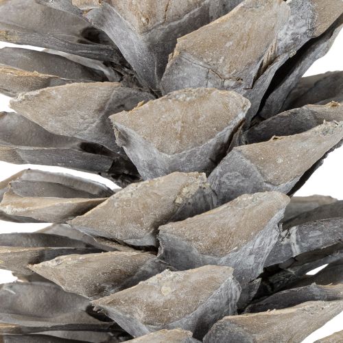 Prodotto Pigne di zucchero imbiancate 20cm - 30cm