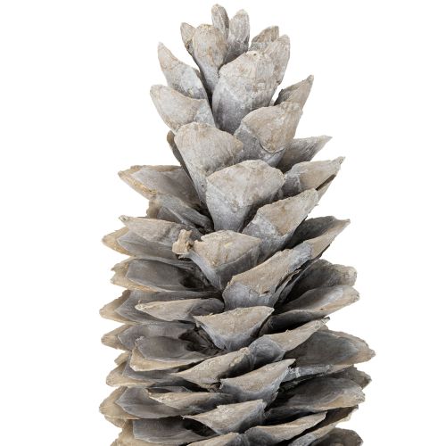 Prodotto Pigne di zucchero imbiancate 20cm - 30cm