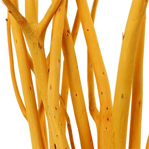 Floristik24 Rami decorativi Mitsumata giallo 45-60 cm 12 pz