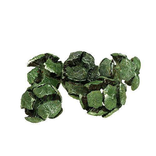 Floristik24 Coni di cipresso 3 cm verde 500 g